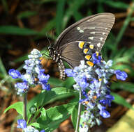 Image of Spicebush swallowtail