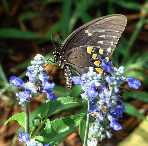 Papilio troilus Linnaeus 1758 resmi