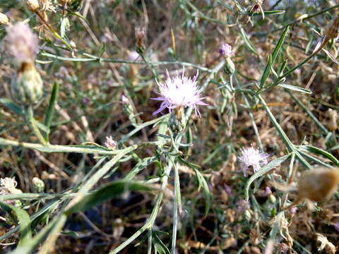 Слика од Centaurea odessana Prodan