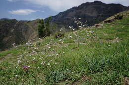 Plancia ëd Gypsophila acutifolia Fisch.