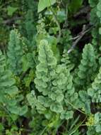 Image of Adiantum chilense var. scabrum (Kaulf.) Hicken