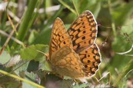 Image of Speyeria mormonia bischoffi Edwards 1871