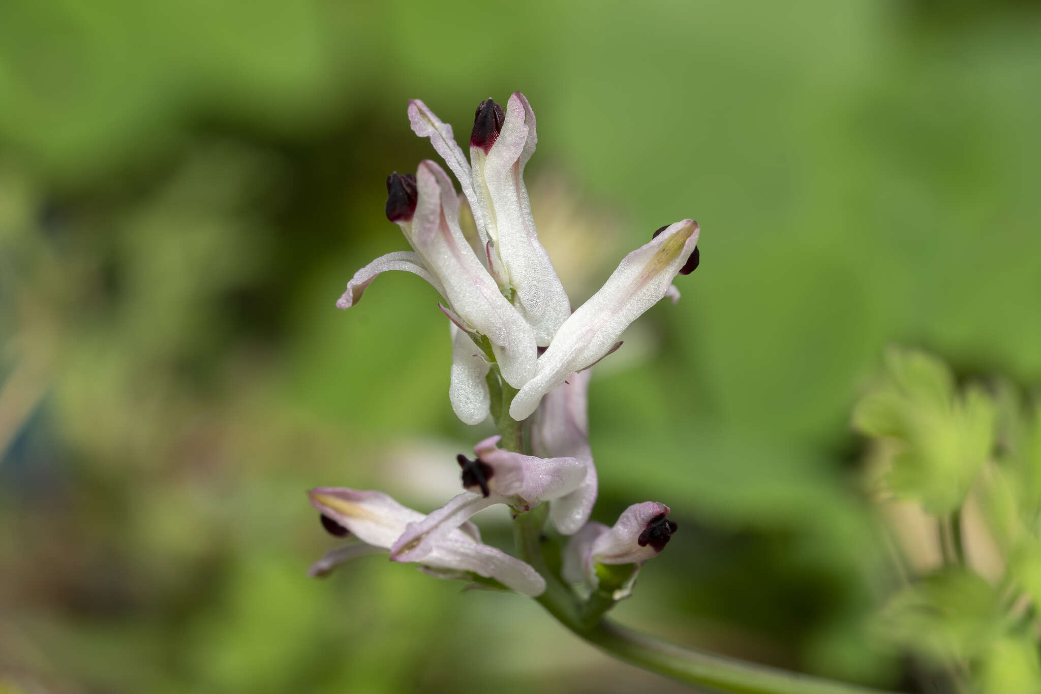 Image of Fumaria judaica subsp. judaica