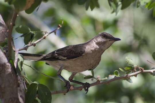 Image of Mimus polyglottos leucopterus (Vigors 1839)