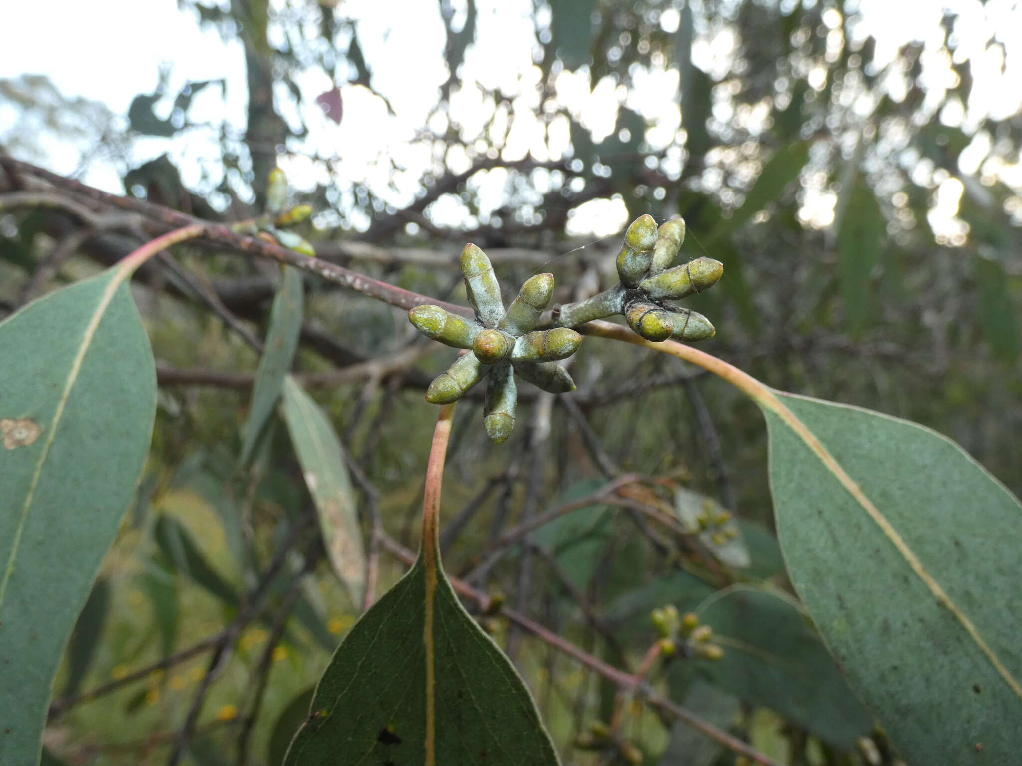 Image of Eucalyptus nortonii (Blakely) L. A. S. Johnson