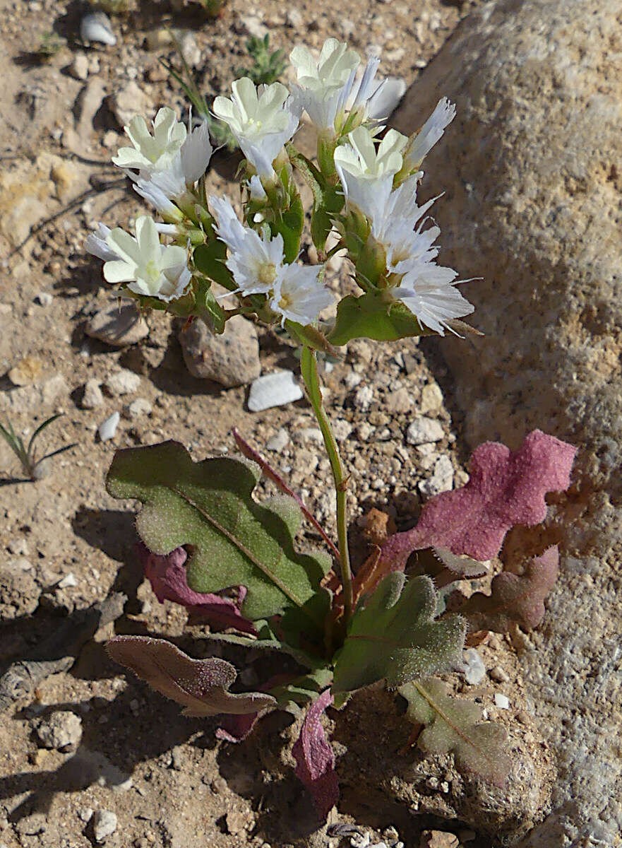 Image of Limonium thouinii (Viv.) O. Kuntze