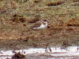 Image of Tundra Ringed Plover