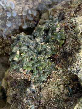 Image of Codium edule