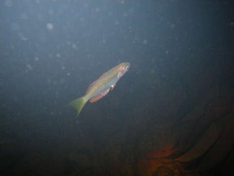 Image of Checkered rainbowfish