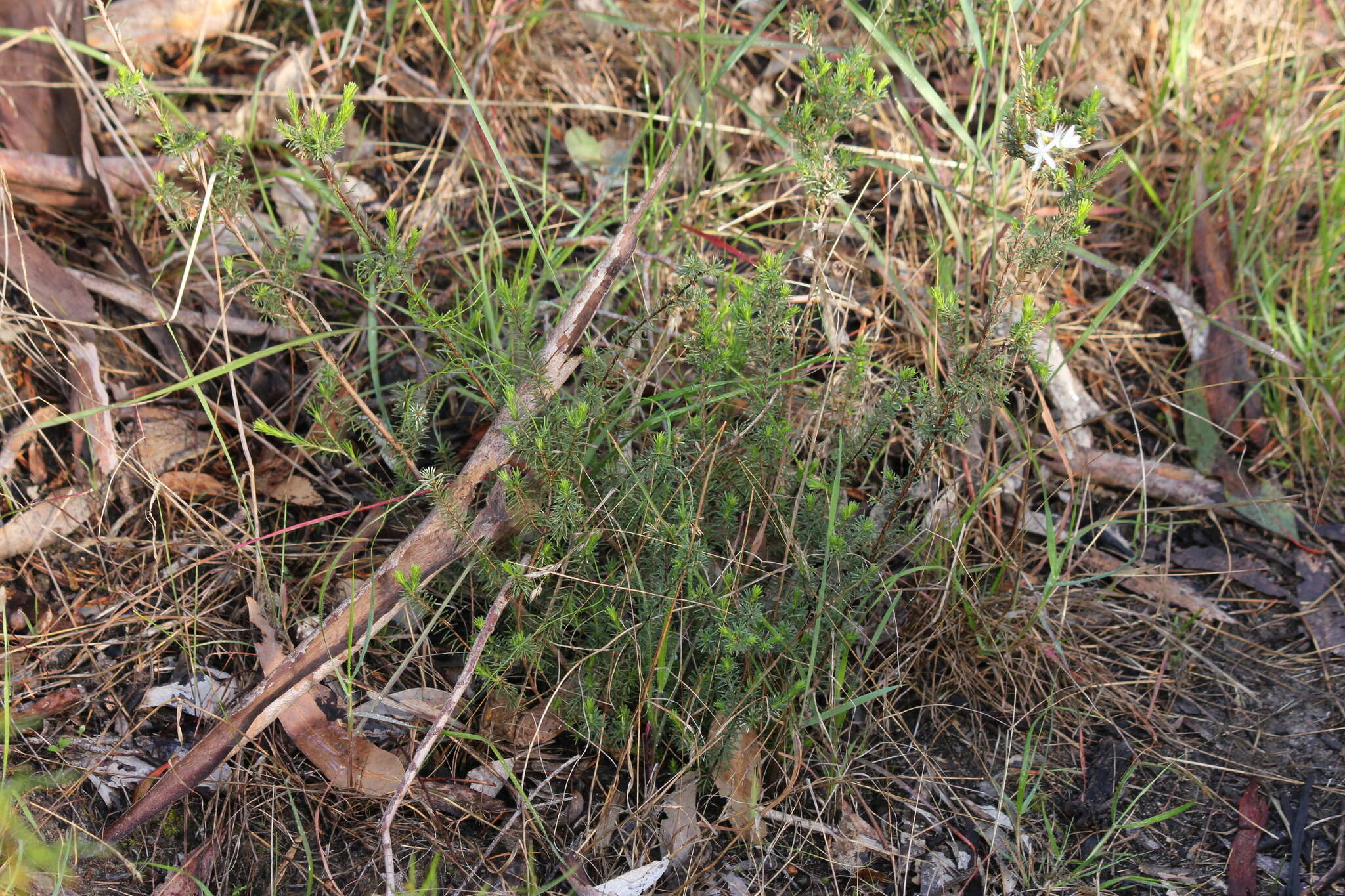 Image of Calytrix tetragona Labill.