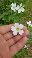 Imagem de Cerastium lithospermifolium Fisch.