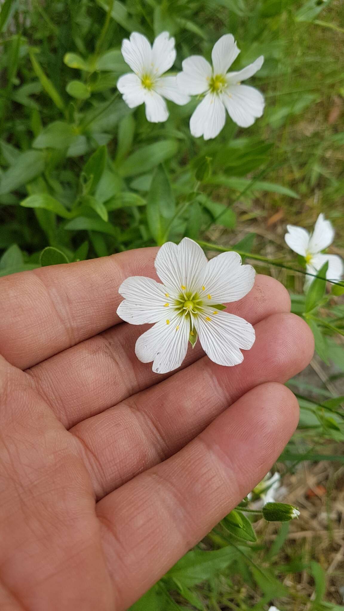 Imagem de Cerastium lithospermifolium Fisch.