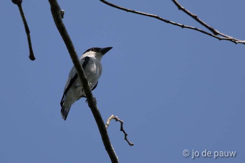 Image of Black-crowned Tityra