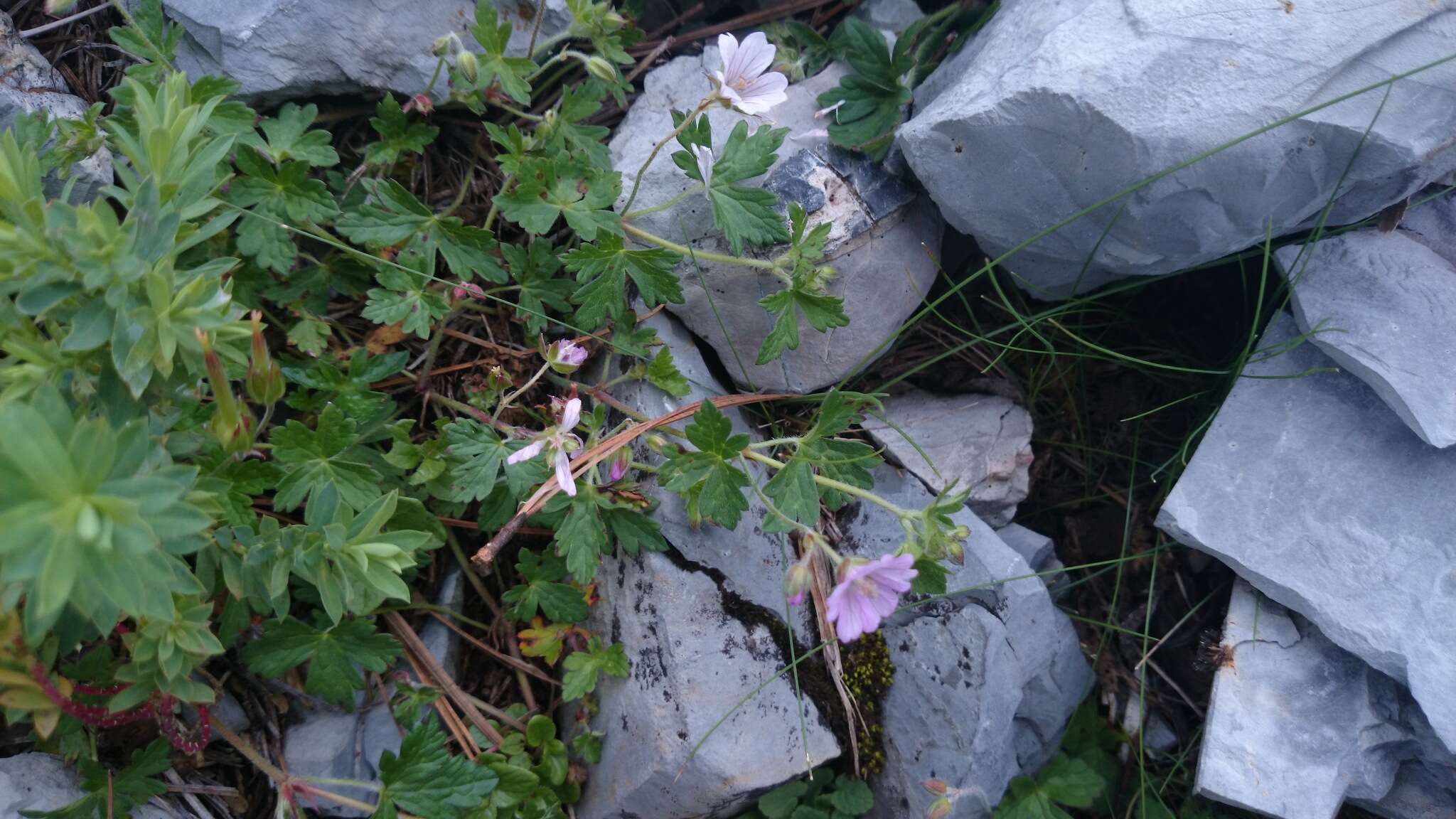 Imagem de Geranium potosinum H. E. Moore