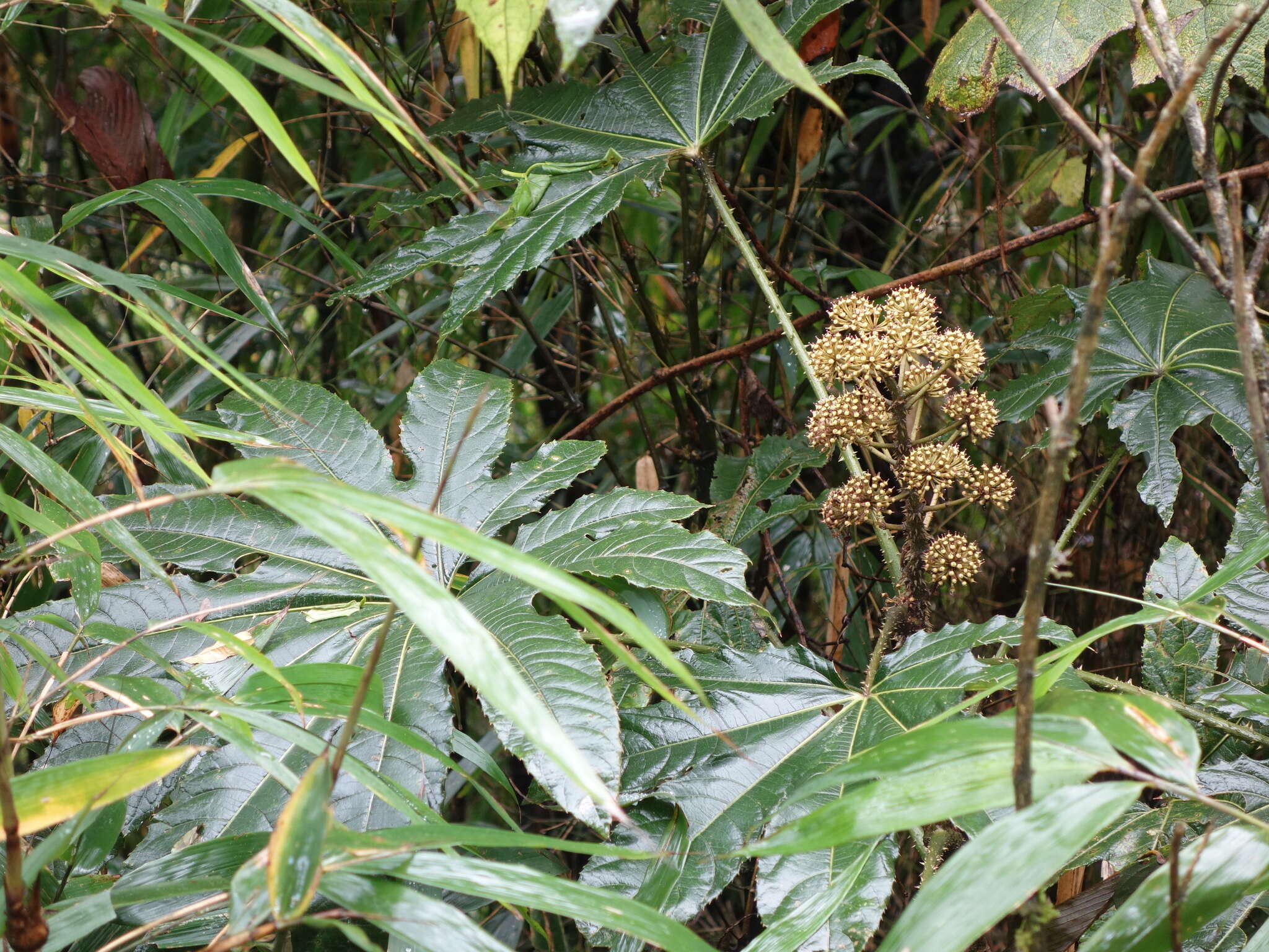 Sivun Trevesia palmata (Roxb. ex Lindl.) Vis. kuva