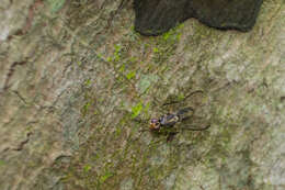 Image of Dimeringophrys pallidipennis Hardy 1973