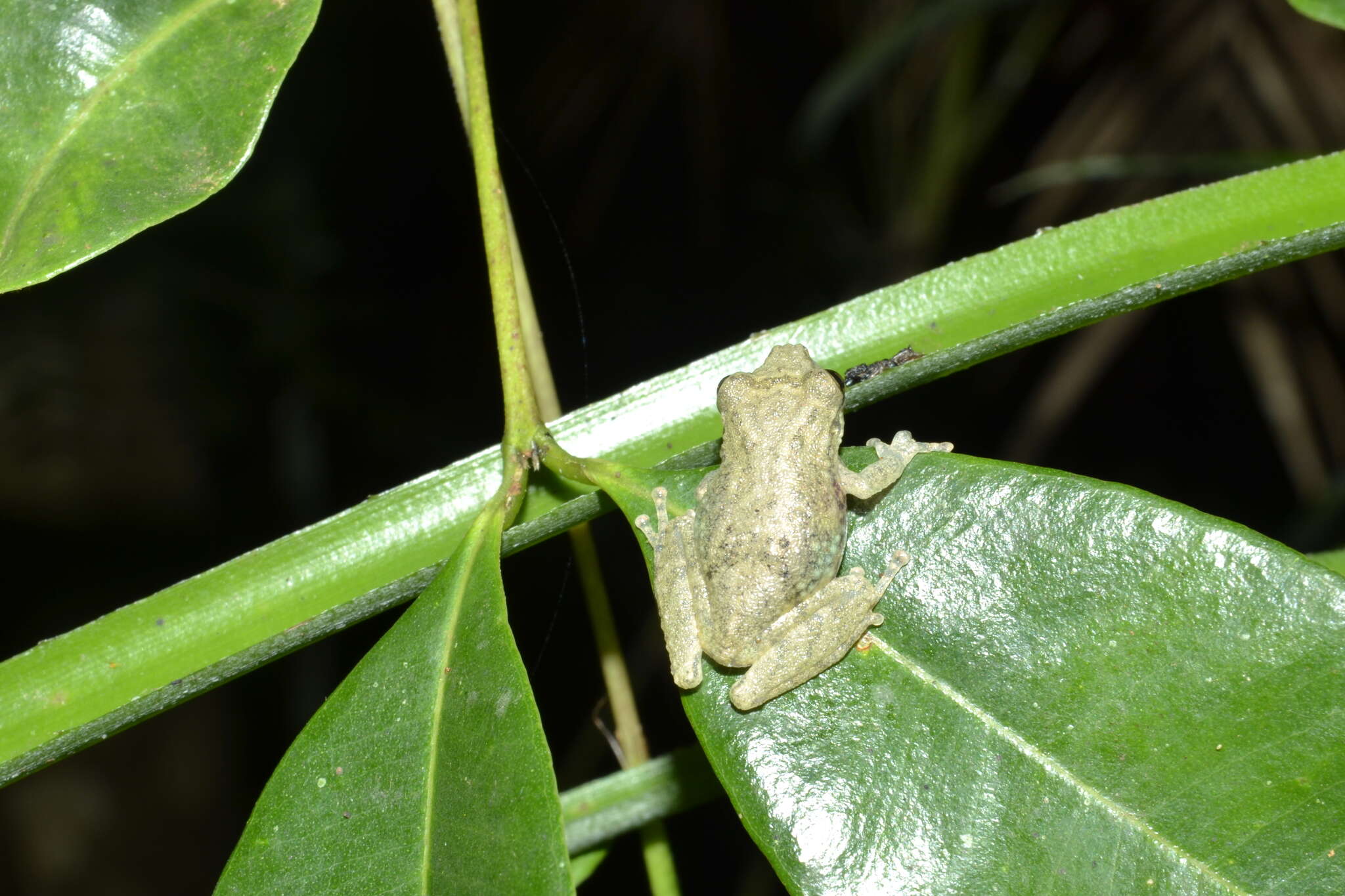 Image of Bandeirantes Snouted Treefrog