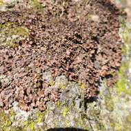 Image of kidney lichen