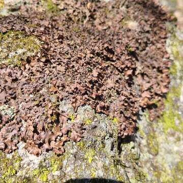 Image of kidney lichen