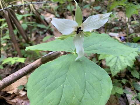 Image of Trillium erectum var. album (Michx.) Pursh