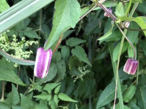 Image of Clematis lasiandra Maxim.