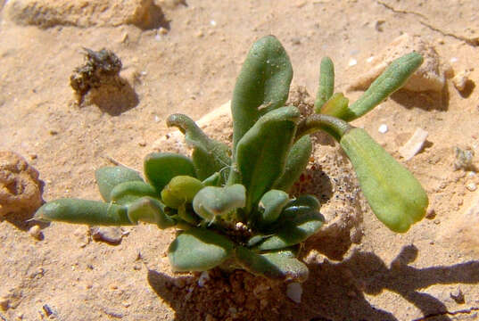 Image of Roemeria procumbens Aarons. & Opphr.