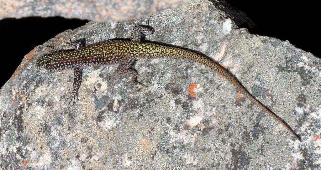 Image of Southern Rock Lizard