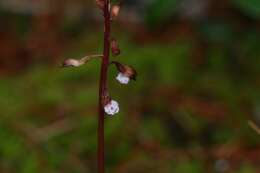 Image de Corallorhiza odontorhiza var. pringlei (Greenm.) Freudenst.