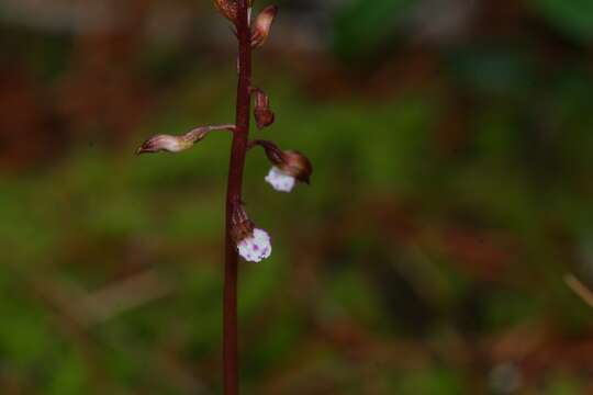 Image of autumn coralroot