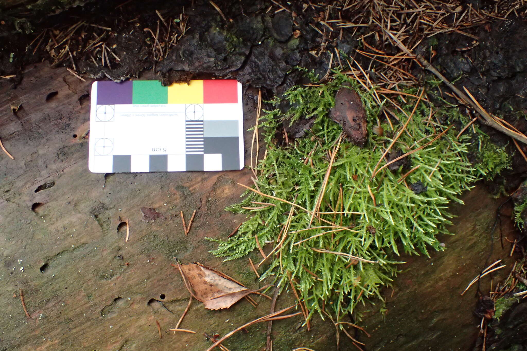 Image of hair-pointed feather-moss