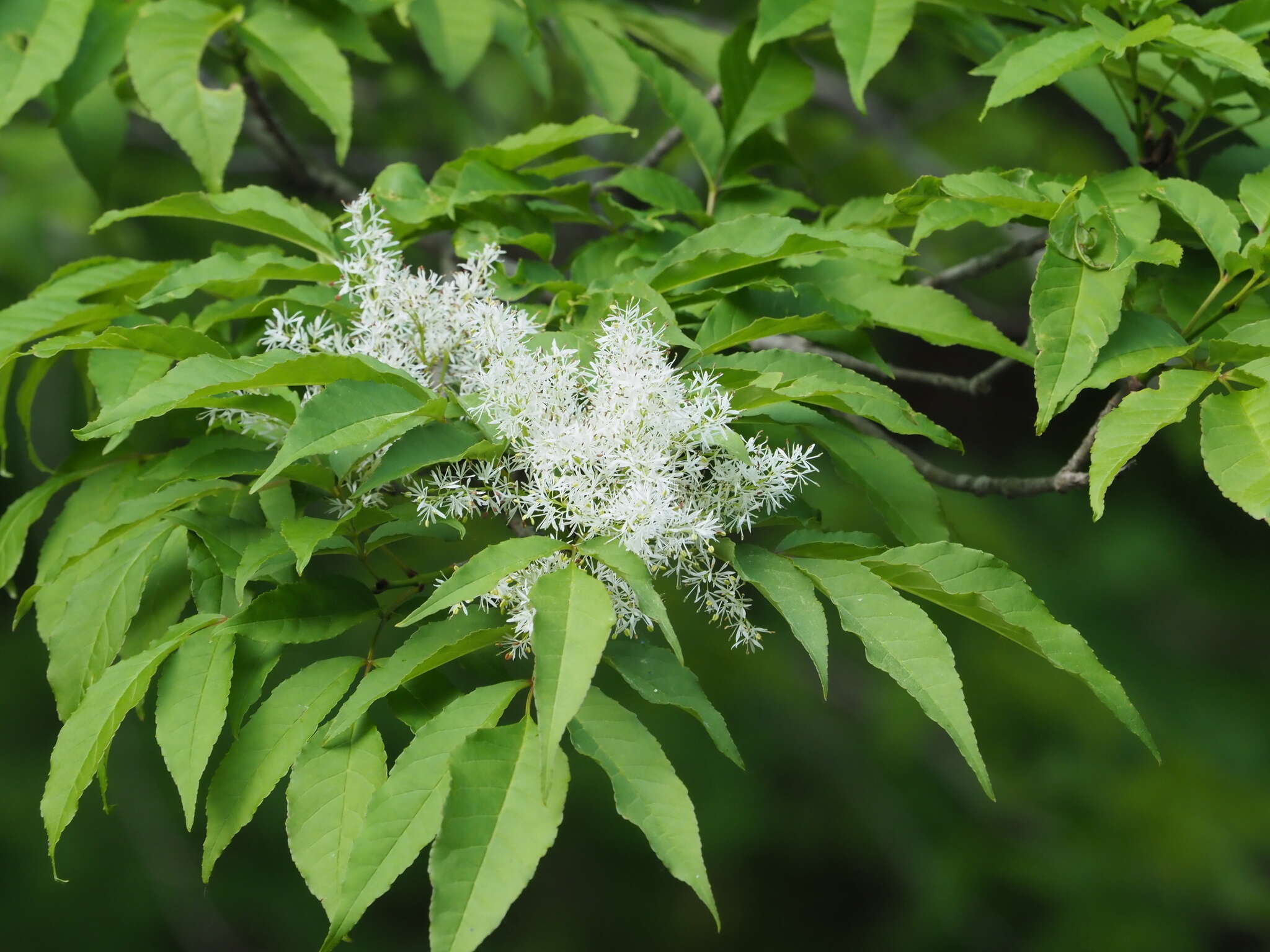 Image of Fraxinus lanuginosa Koidz.