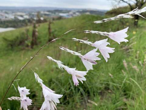 Image of Dierama argyreum L. Bolus