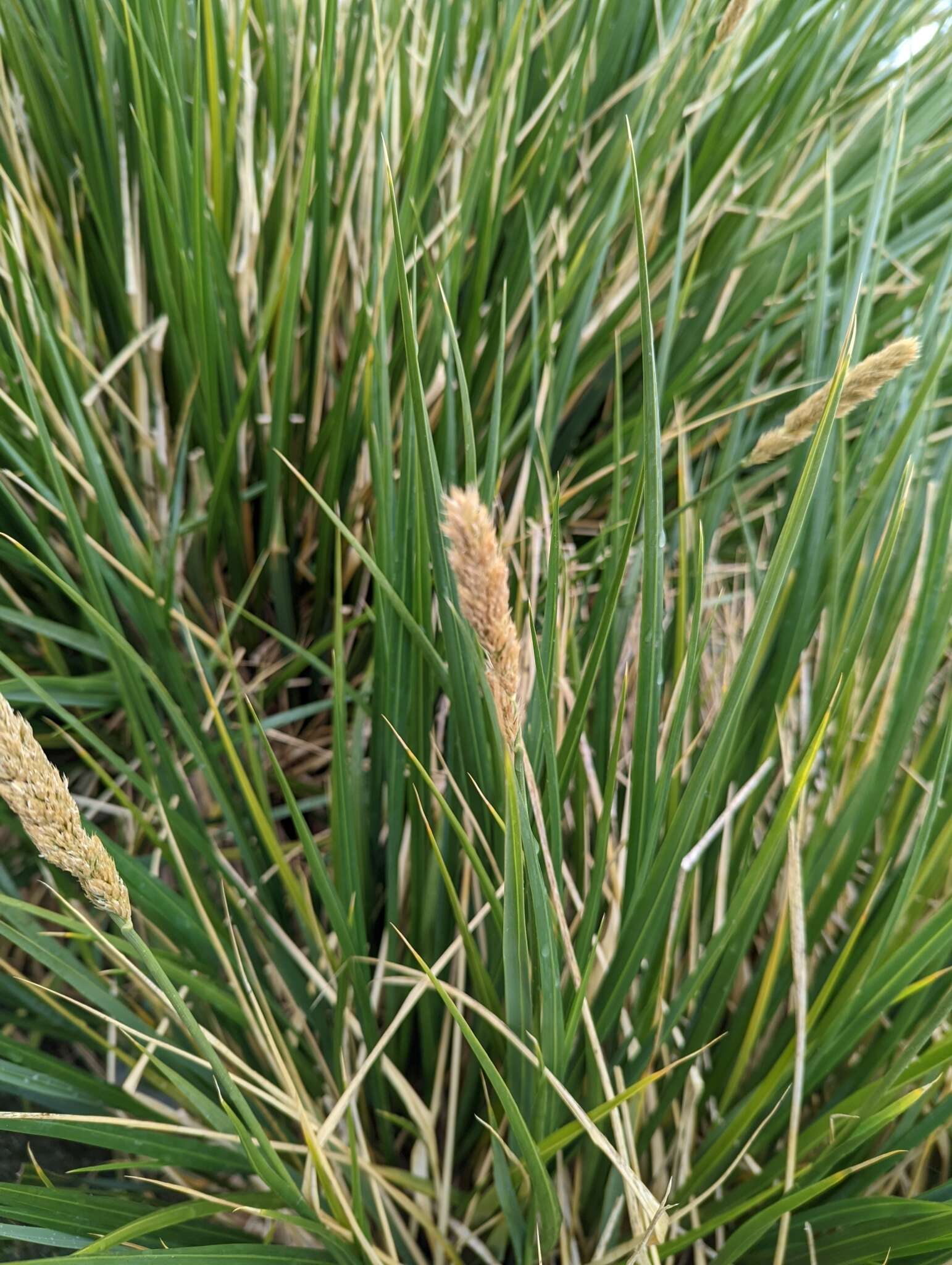 Image of tussock grass