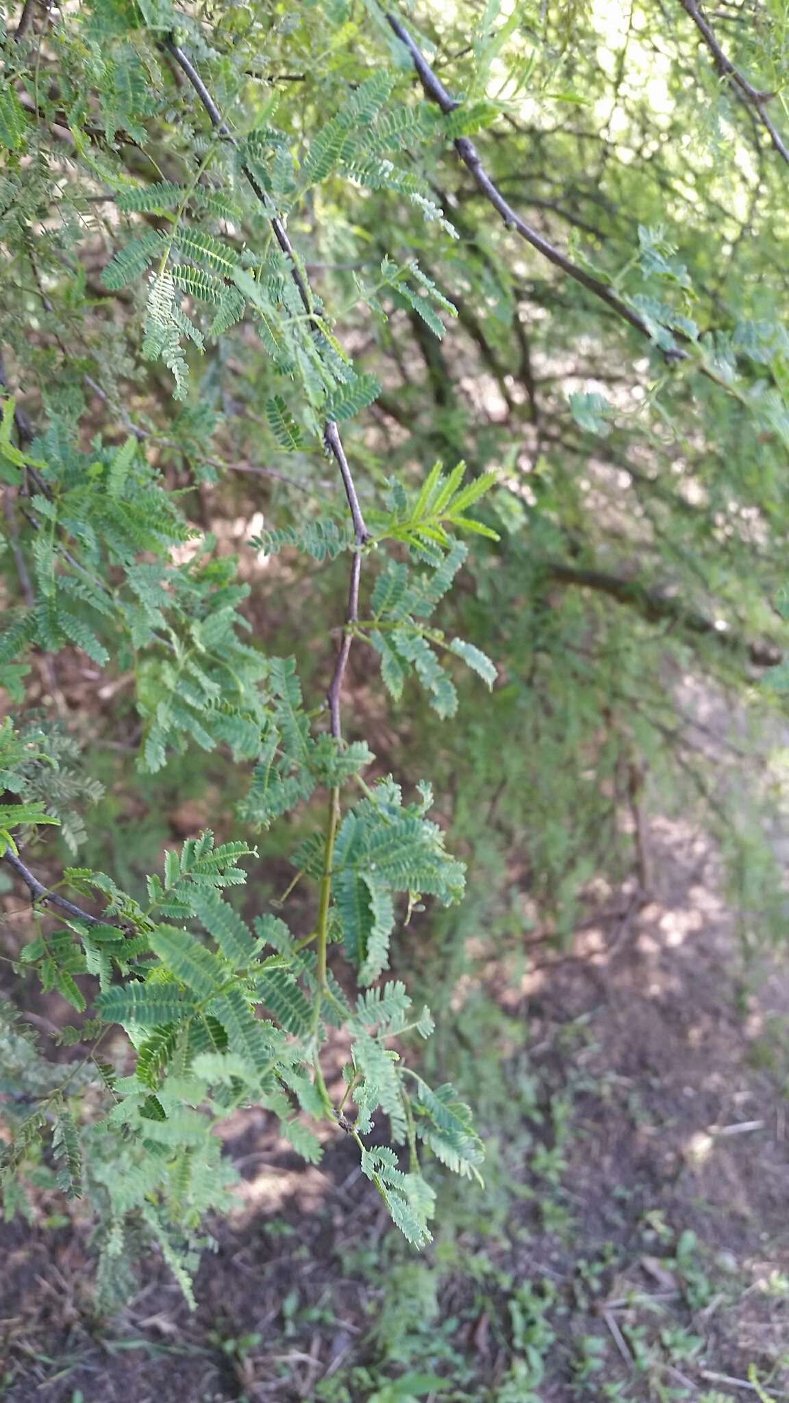 Image of Mealy False Acacia