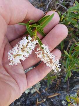 صورة Veronica stenophylla Steud.