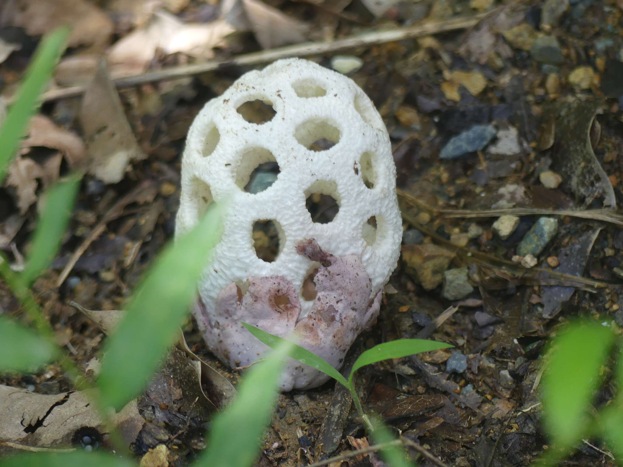 Imagem de Clathrus roseovolvatus Lécuru, Mornand, Fiard & Courtec. 2013