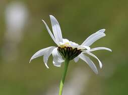 Image of Saw-leaved Moon-daisy