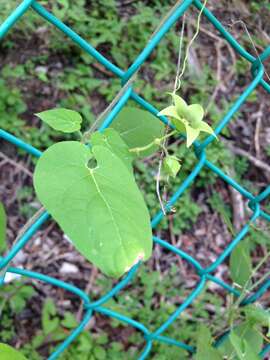 صورة Polystemma viridiflorum Decne.