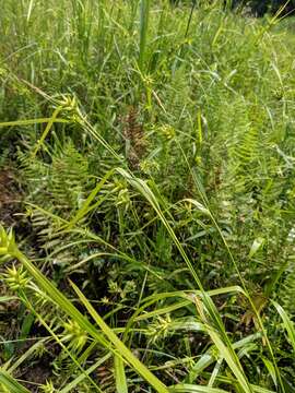 Image of Northern Long Sedge