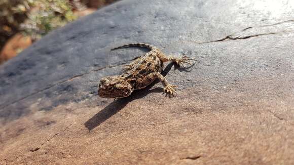 Image of Agama aculeata aculeata Merrem 1820