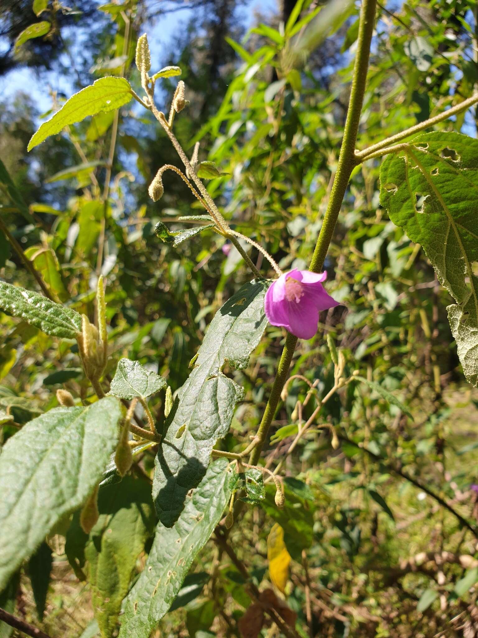 Sivun Howittia trilocularis F. Müll. kuva