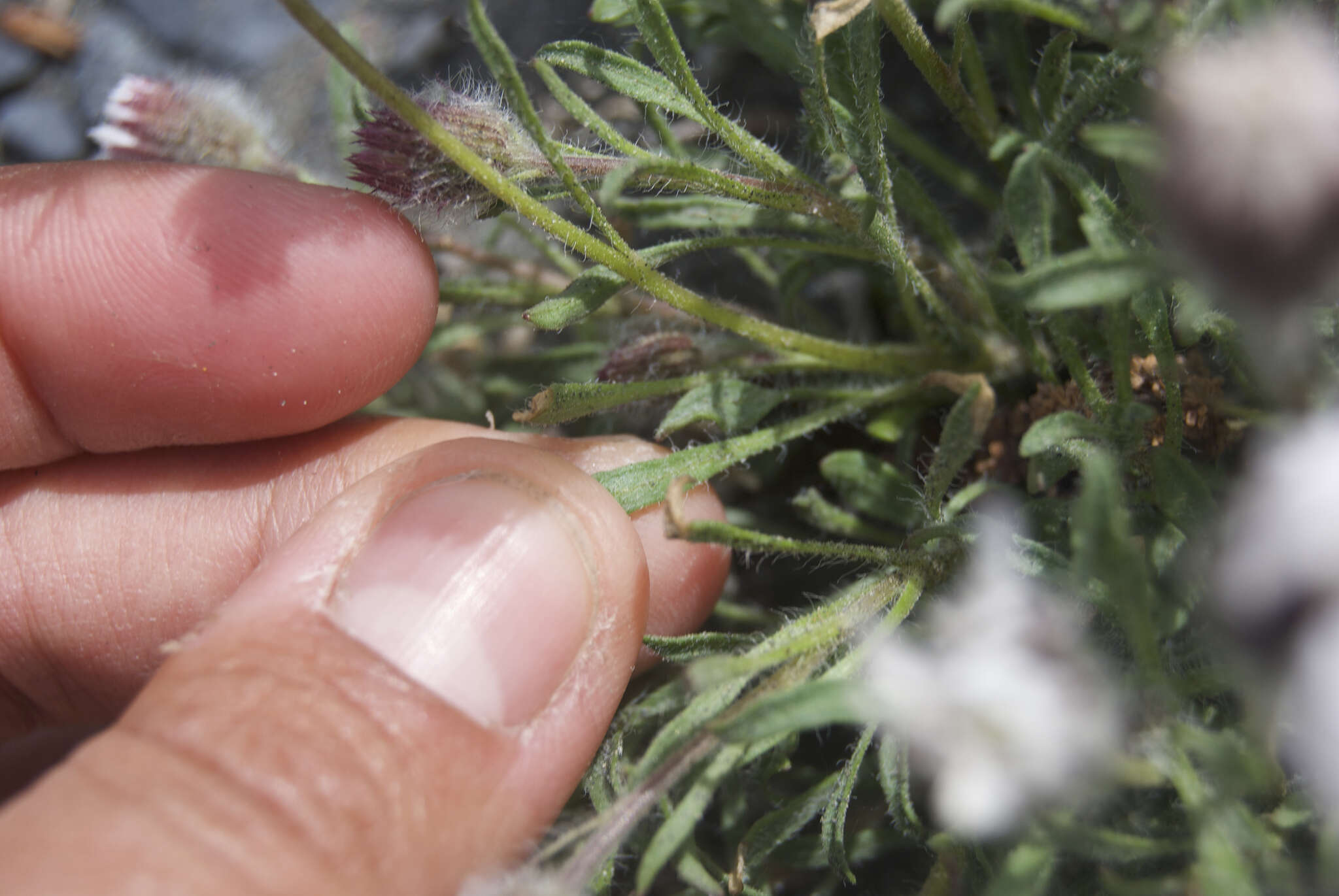 Image of Mex's fleabane