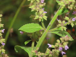 Image of Salvia plebeia R. Br.