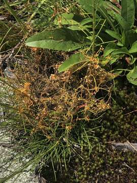 Image of Harper's dodder