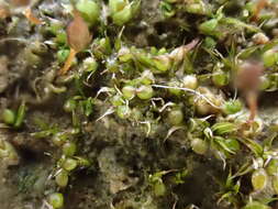 Image of Microbryum curvicollum