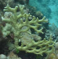 Image of Fire coral