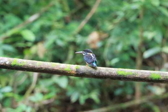 Image of Alcedo peninsulae