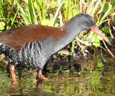 Image of African Rail