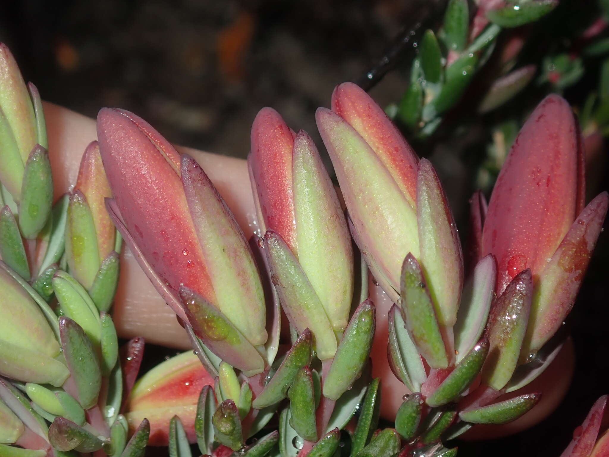 Image of Darwinia speciosa (Meissner) Benth.