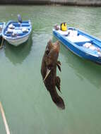 Image of Olive flathead-gudgeon